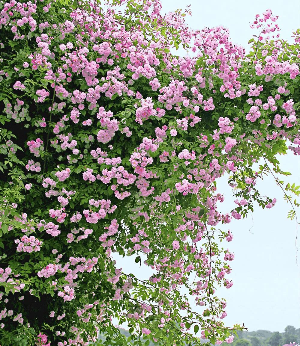 BALDUR Garten 2er Rambler-Rosen-Kollektion blau und rosa, Pflanzen