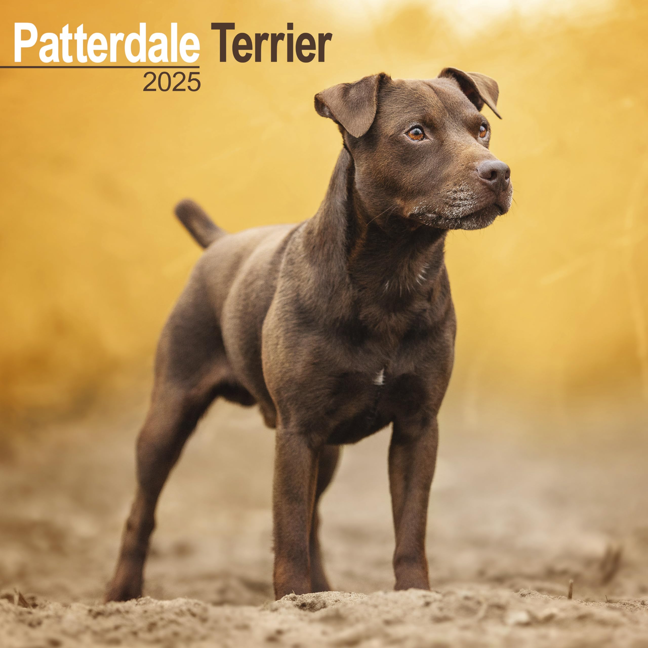 Patterdale Terrier 2025 Square Wall Calendar | Dog Breed Calendar