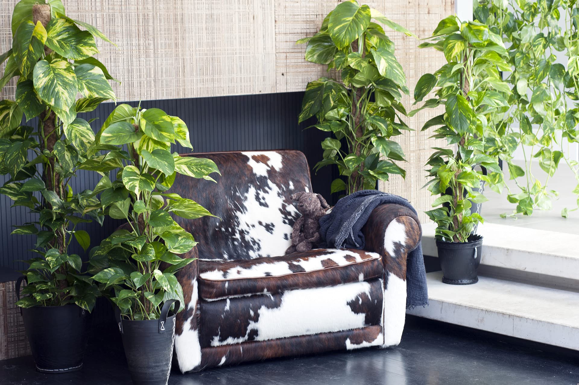 Bloomique - Juego de 2 - Scindapsus Aureum - Hiedra - Planta colgante - Plantas de interior - Plantas trepadoras para interiores - Fácil de limpiar - Purificación del aire - Altura 20-30 cm - Maceta