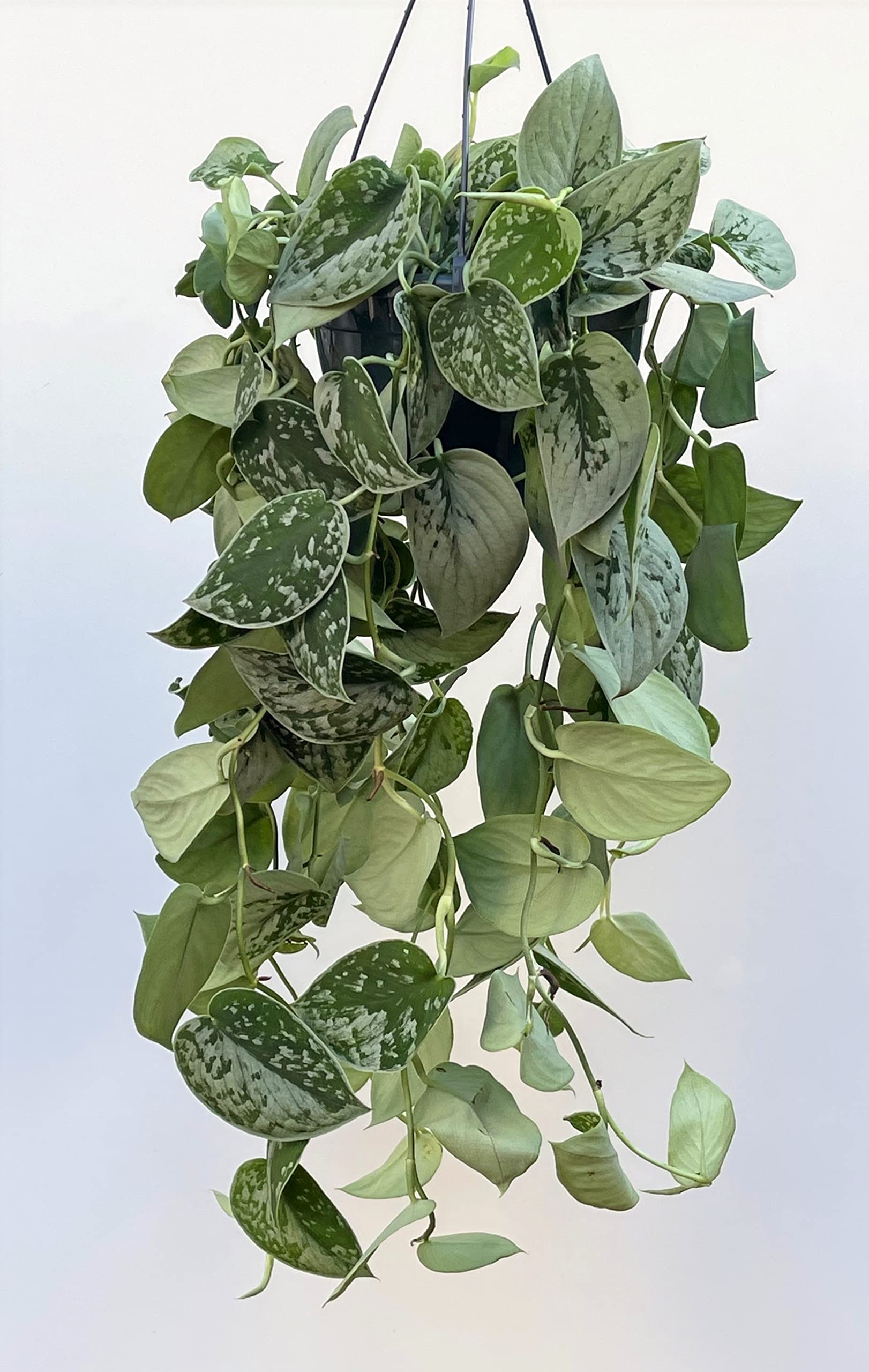 Buy Trailing Scindapsus Pictus Satin Pothos Silver Cloud Epipremnum