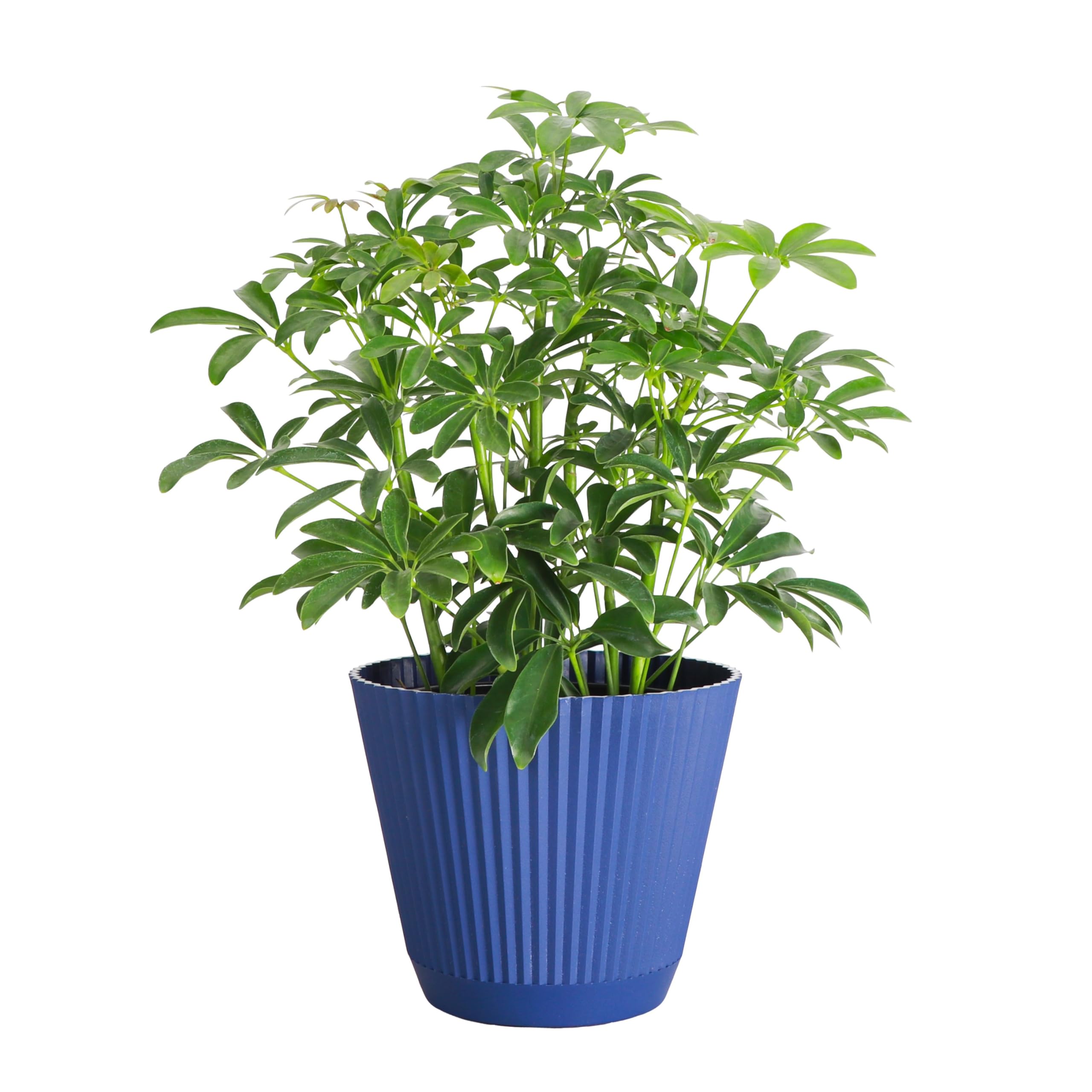 Thorsen's Greenhouse 6-Inch Arboricola