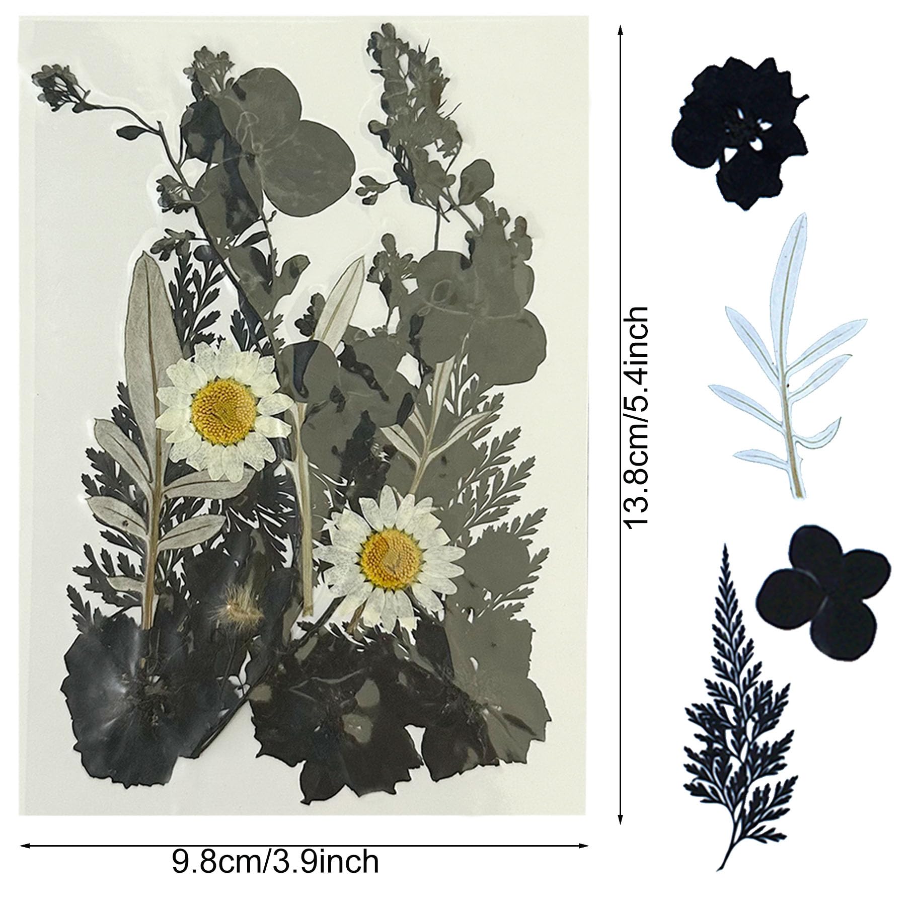 Woohome 85 Pz Naturali Pressati Fiori Pressati Secchi, Rosso e Nero Foglie Pressate Secche Naturali per Resina, Fiori Secchi Veri Pressati Fiori per Scrapbooking, Gioielli in Resina Epossidica