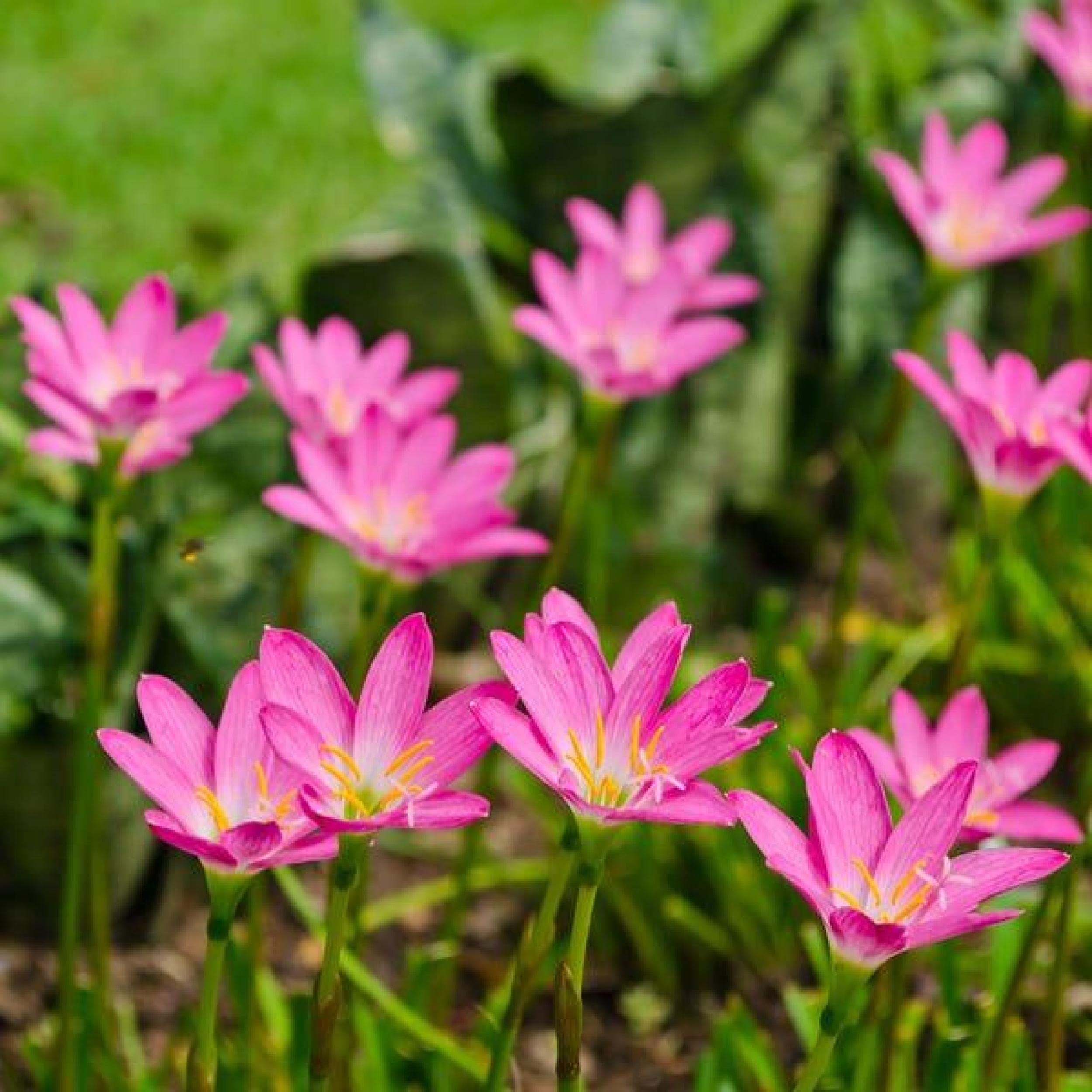 Chalily Pink Rain Lily