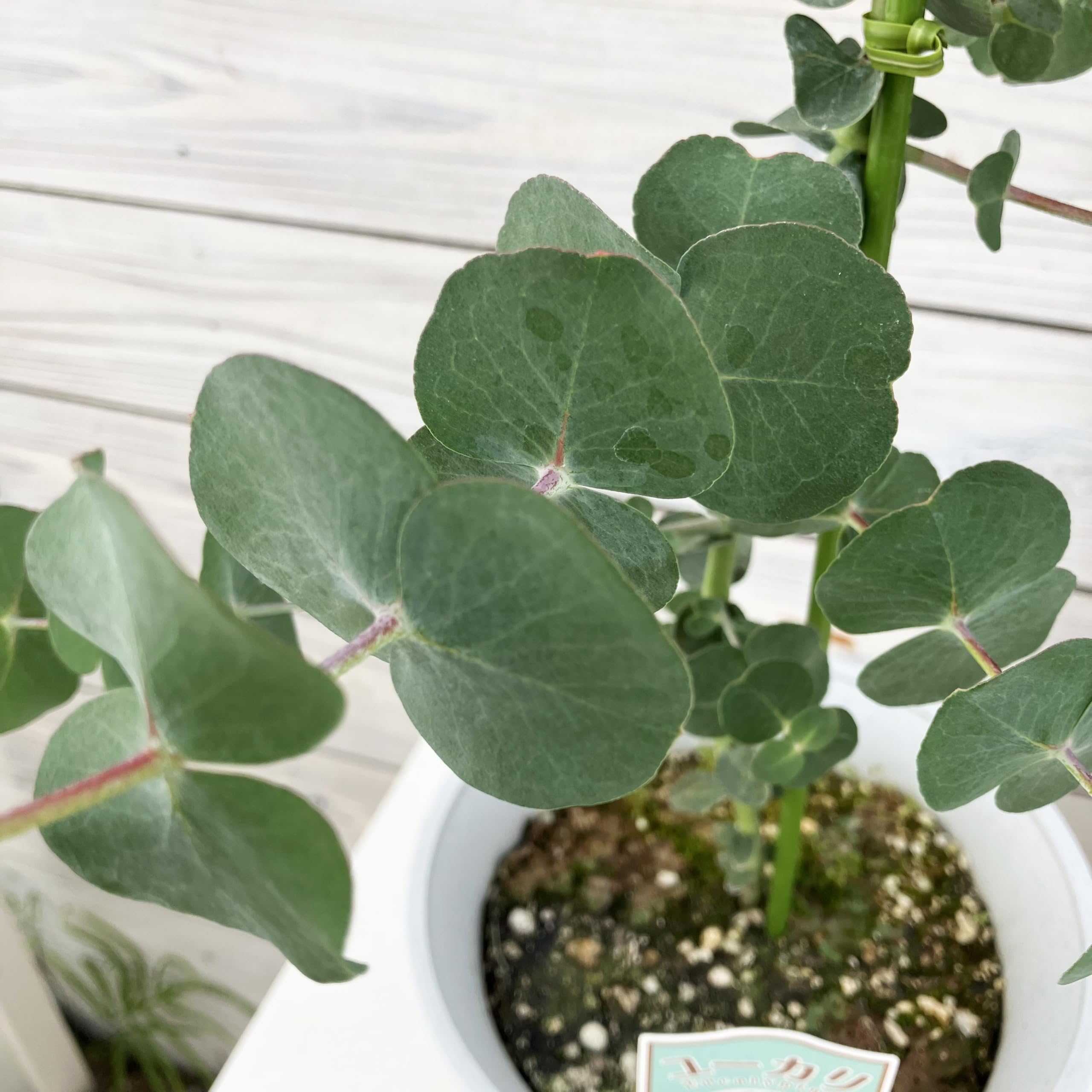 ⭐️ユーカリ 35cmくらい×15本⭐️ Amazon.co.jp: ITANSE ユーカリ