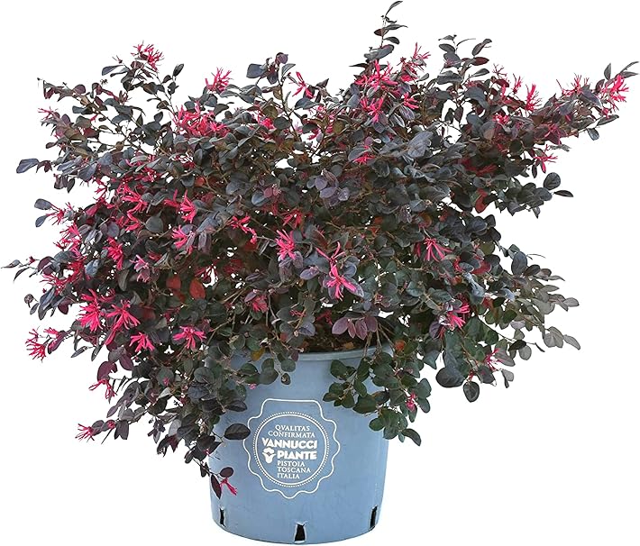 LOROPETALUM CHIN. BLACK PEARL V3LT (18 - Foto 2