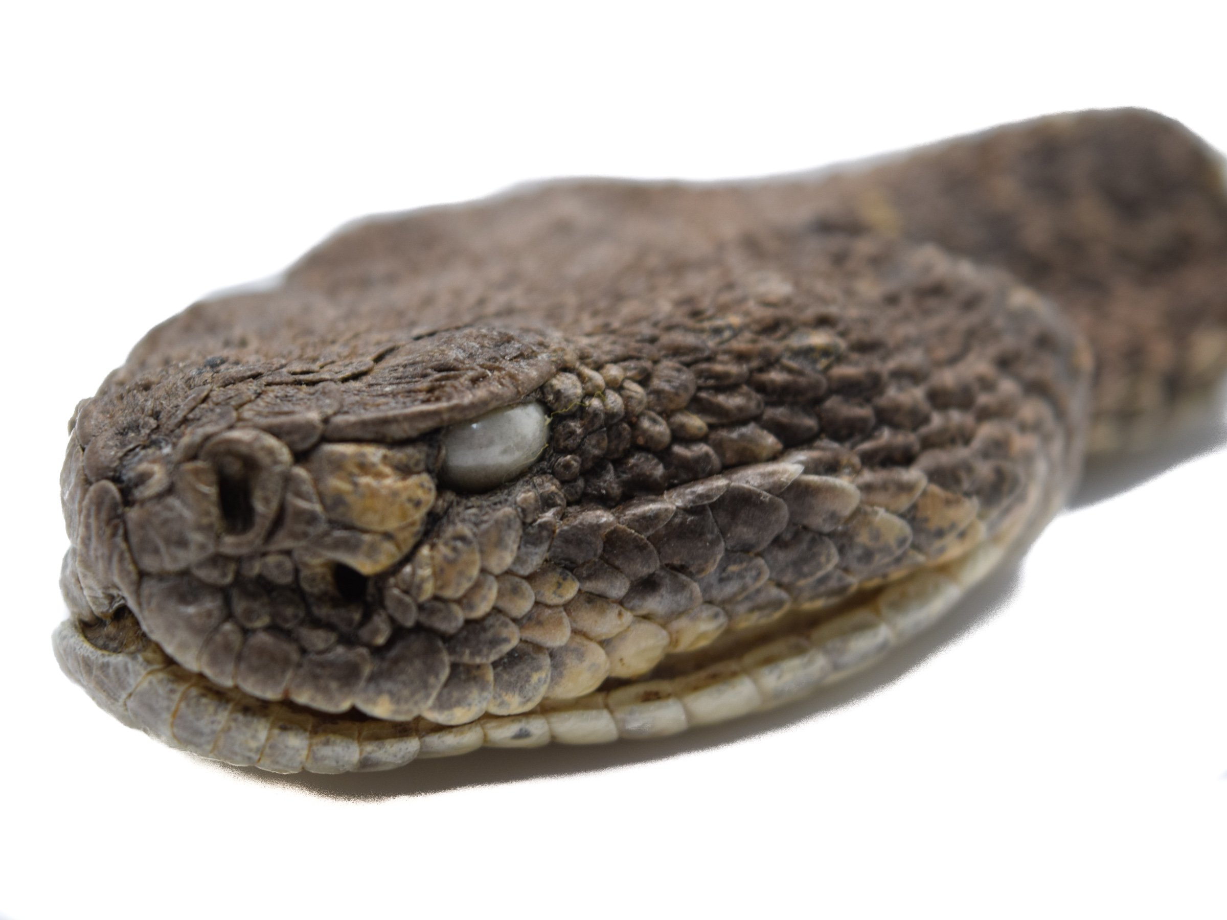 Amazon.co.jp: Real Rattlesnakeヘッド: Closed mouth ( az-598-p518