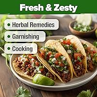 Vista 8 de HOME GROWN Más de 1000 semillas de cilantro para plantar en interiores o exteriores, hierbas tradicionales sin OMG, semillas de plantas de cilantro