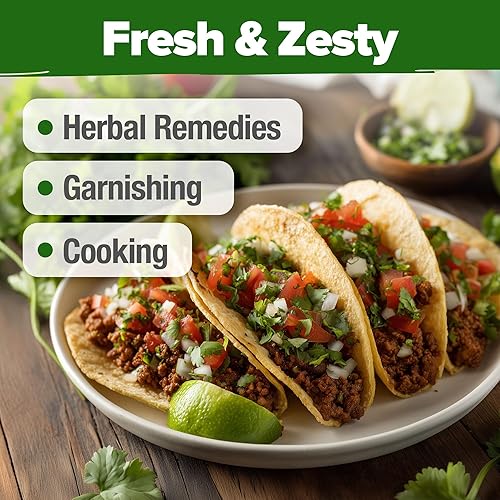 Miniatura 7 de HOME GROWN Semillas de cilantro sin OMG de más de 500 semillas de cilantro de rápido crecimiento para plantar en interiores y exteriores, hierba de