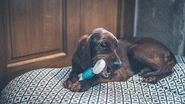 Foto 6 de 6 de VETOCANIS - Hueso para Perro - Cuidado Dental antitarro para Perros medianos y Grandes, higiene y Salud…