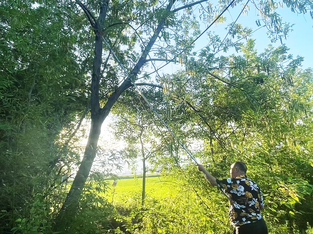 Sécateur télescopique pour arbres - Longue portée