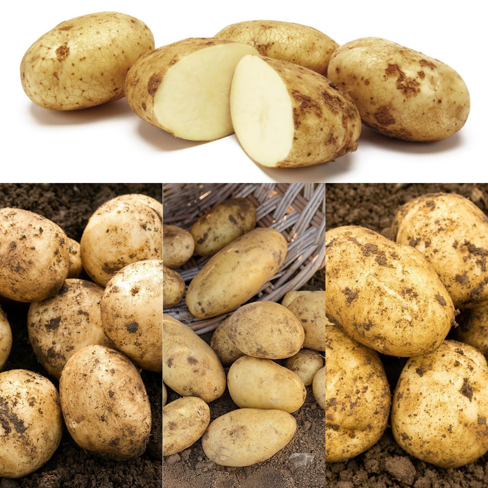 Carbeth Plants 3kg Seed Potato Mix - Maris Peer, Nicola & Pentland Javelin