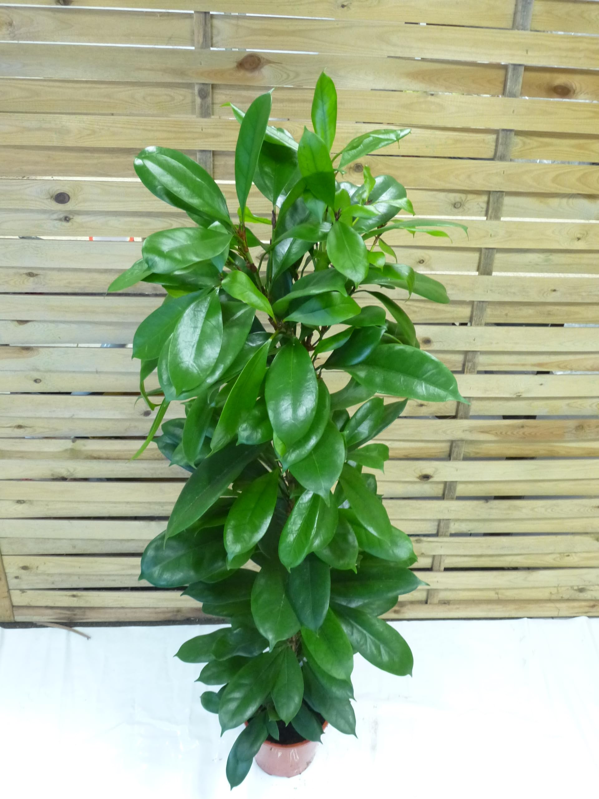 [Palmenlager] Ficus cyathistipula - 150 cm/Afrikanische Feige/Zimmerpflanze