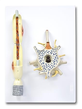 Vision Scientific Neuron - 2 Parts