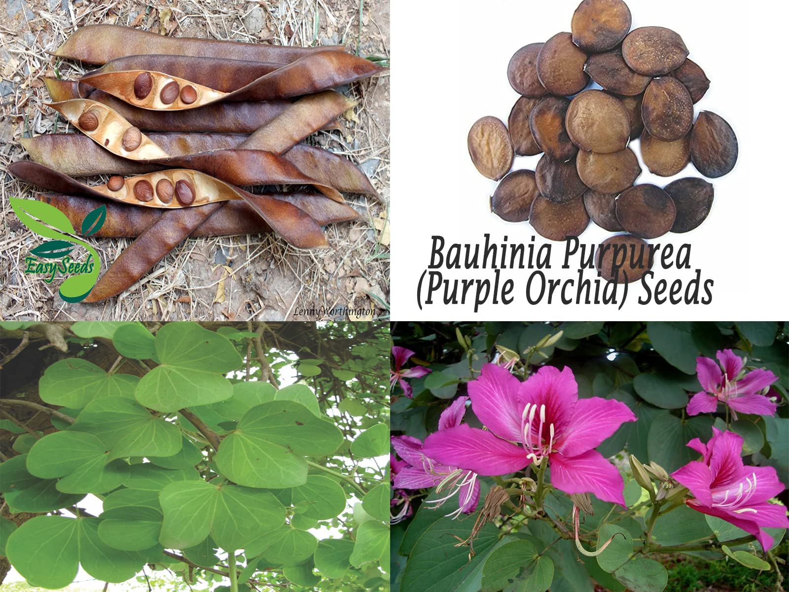 EasySeeds™ Bahunia Purpurea, Kachnar, purple Orchid Tree, Bauhinia, Pink Orchid Tree Seeds (Pack of 10 Seeds) (B0BPPWJLLG) Amazon Price History, Amazon Price Tracker