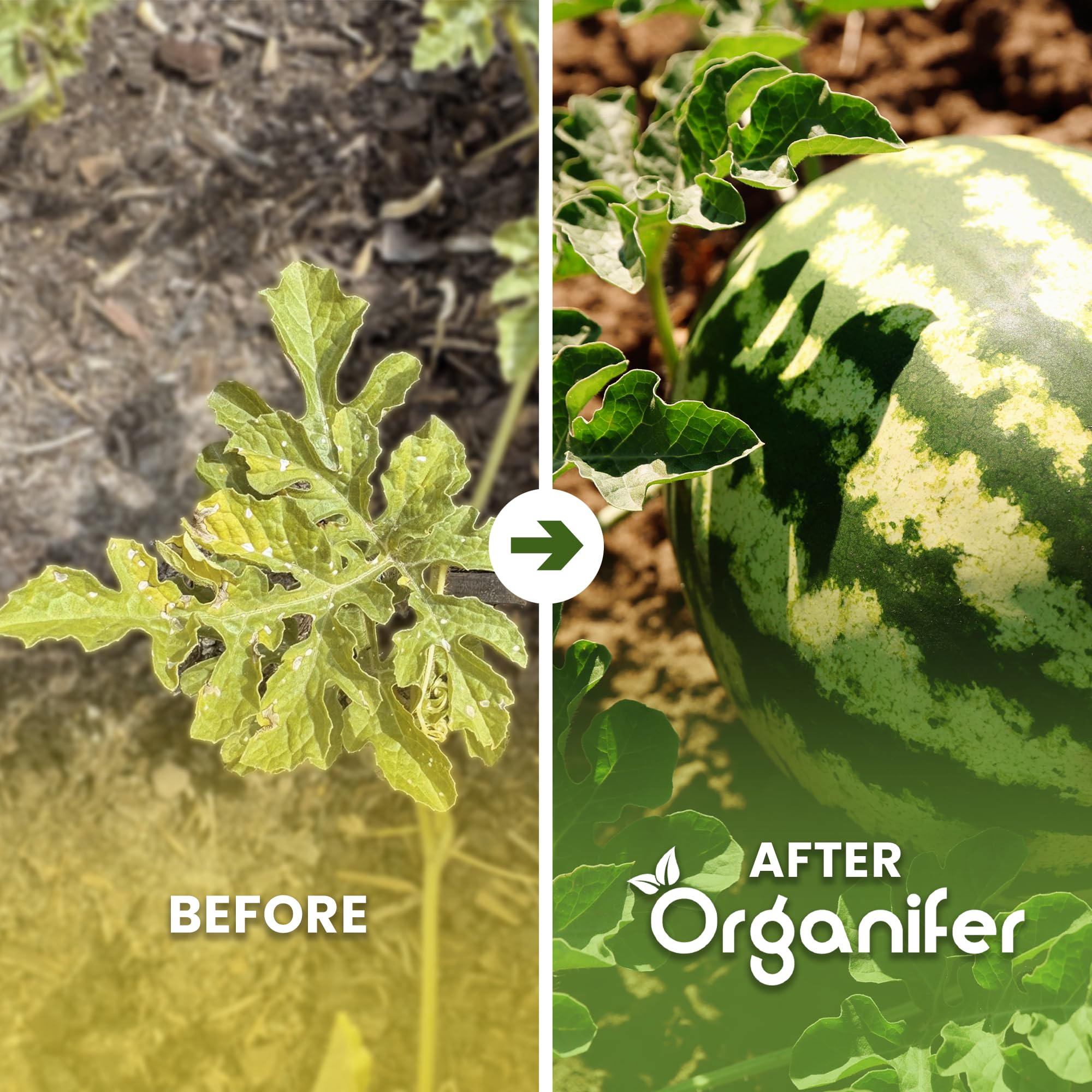 Fertilizzante Liquido Organico per Anguria 1L – Concime per Frutti Grandi e Raccolti Abbondanti