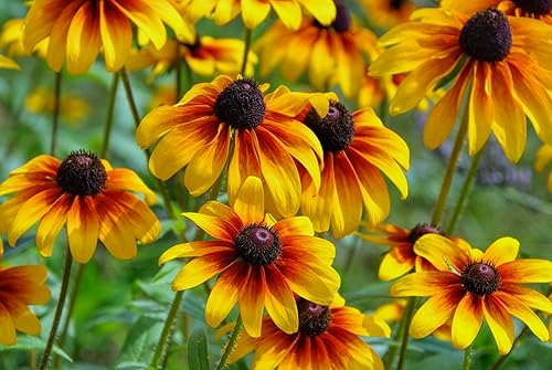 Semillas de vid Susan de ojos negros, incluye 100 semillas en un paquete