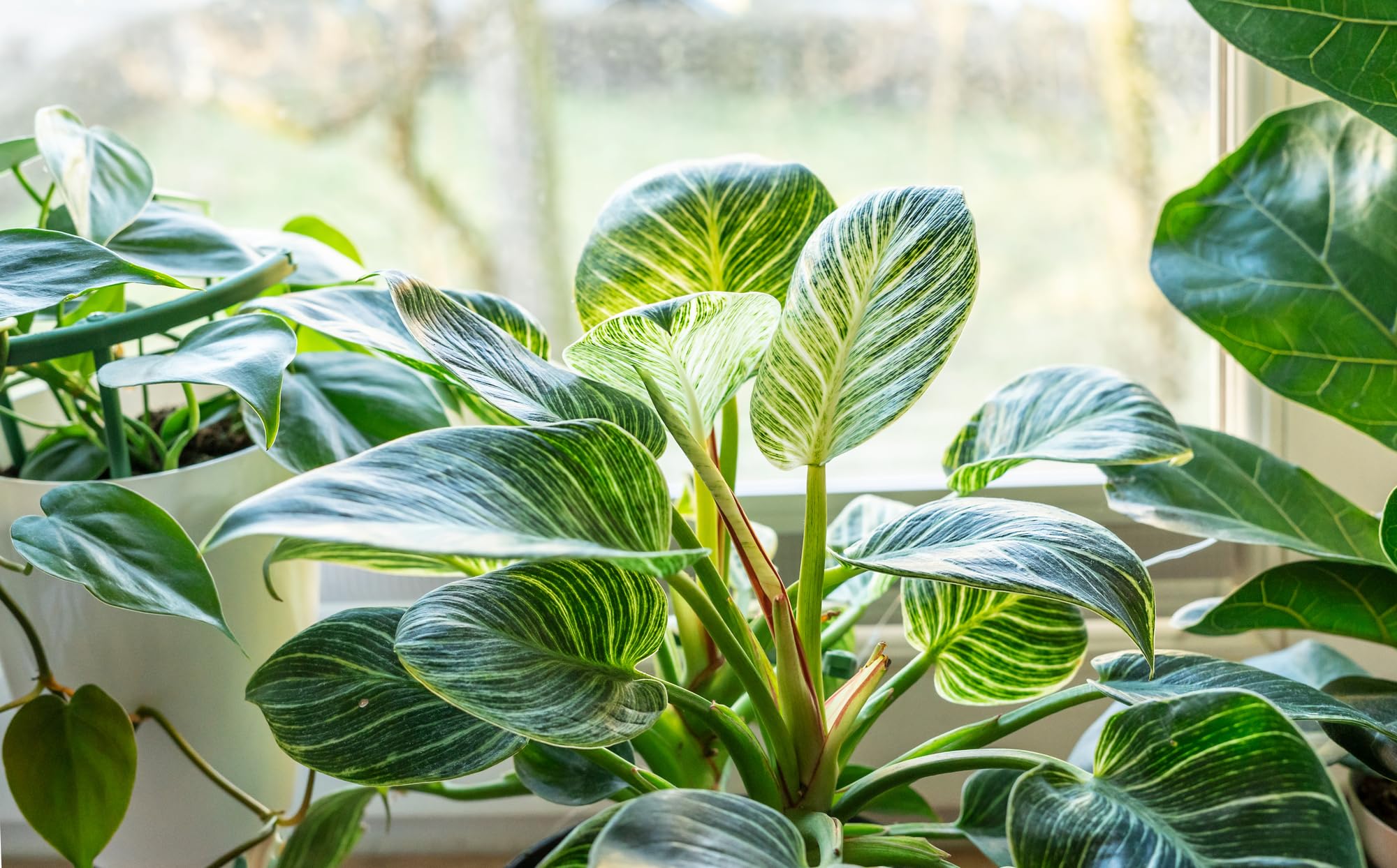 Fangblatt - Philodendron Birkin 'White Measure' - Green and White Striped  Tree Friend - Easy-Care Indoor Plant - Extraordinary Climbing Plant :  Amazon.de: Garden