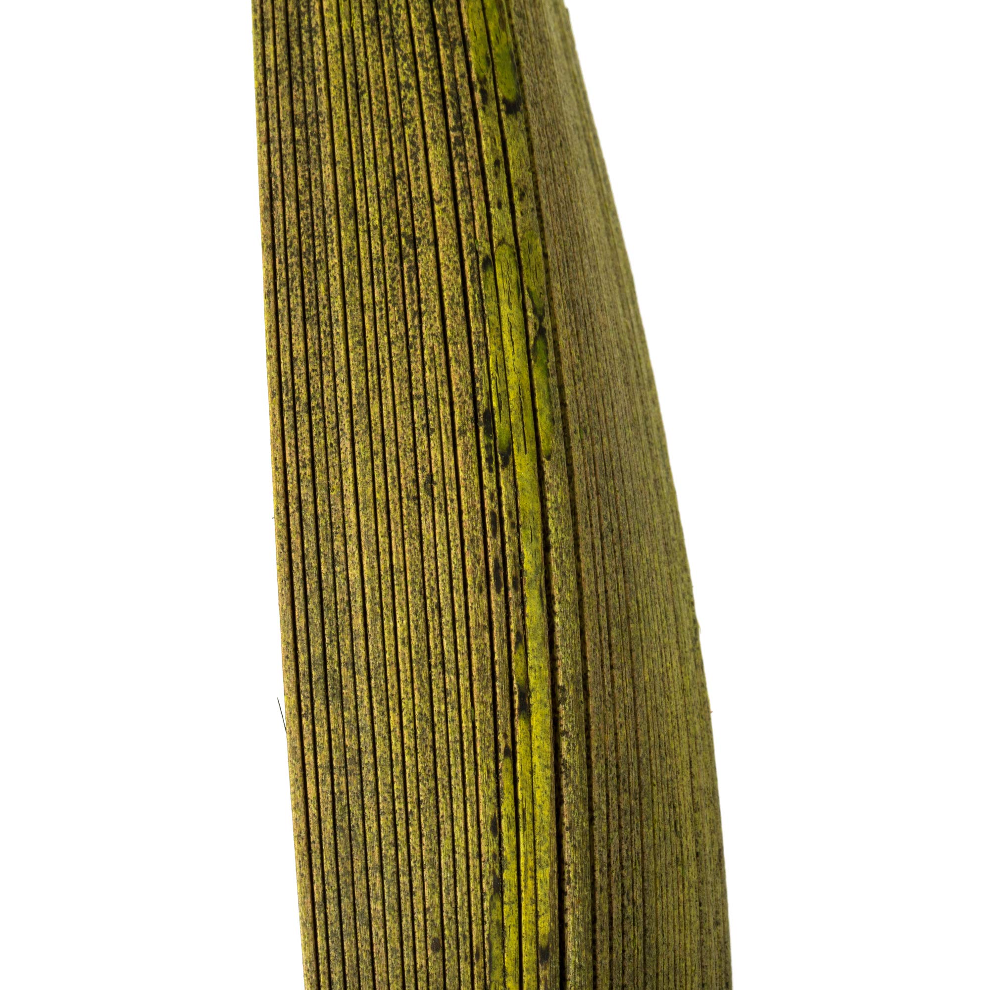 Vickerman Basilikum-Palmenpaddel, 15,2 cm bis 30,5 cm Höhe, echte konservierte Palmendekoration für Zuhause oder alltägliche Arrangements, 32 bis 37 Stück pro Packung
