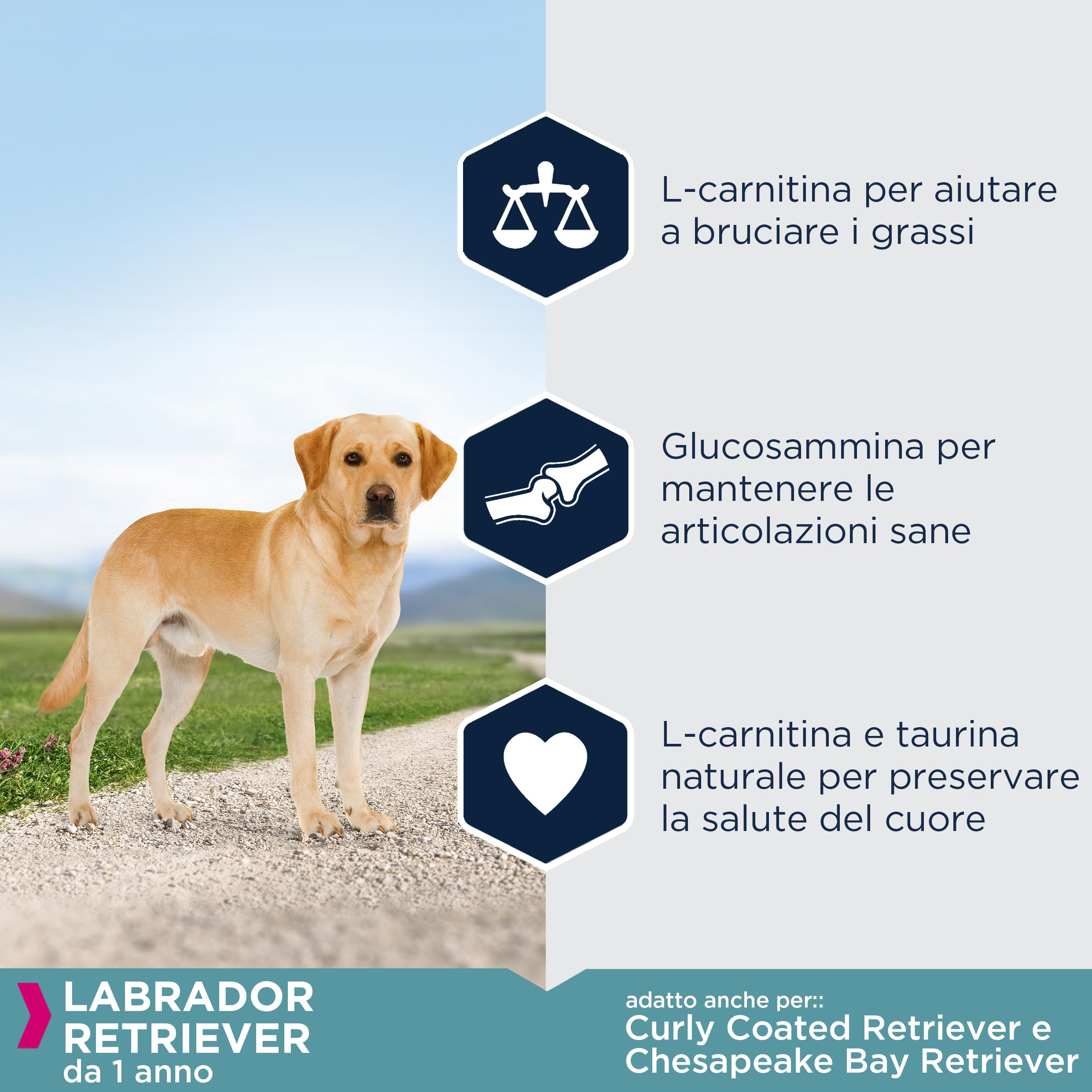 Eukanuba Breed Specific Alimento Secco per Labrador Retriever Adulti, Cibo per Cani Adattato in Modo Ottimale alla Razza 12 kg, la confezione può variare