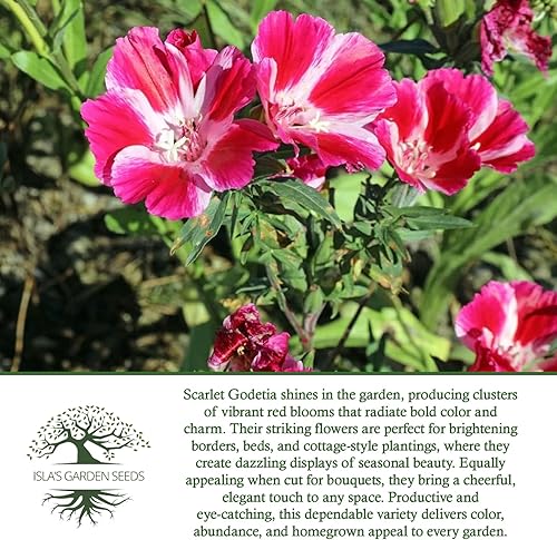 Miniatura 5 de Semillas de flores Scarlet Godetia – Más de 1500 semillas de flores altas cortadas por paquete, semillas de jardín de Isla, semillas sin OMG y