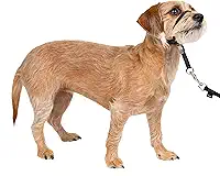 PetSafe Coleira de cabeça suave Leader, coleira de cachorro sem puxar, perfeita para treinamento de coleira e arreio – impede que animais de estimação puxem e asfixia em caminhadas – pequena, preta