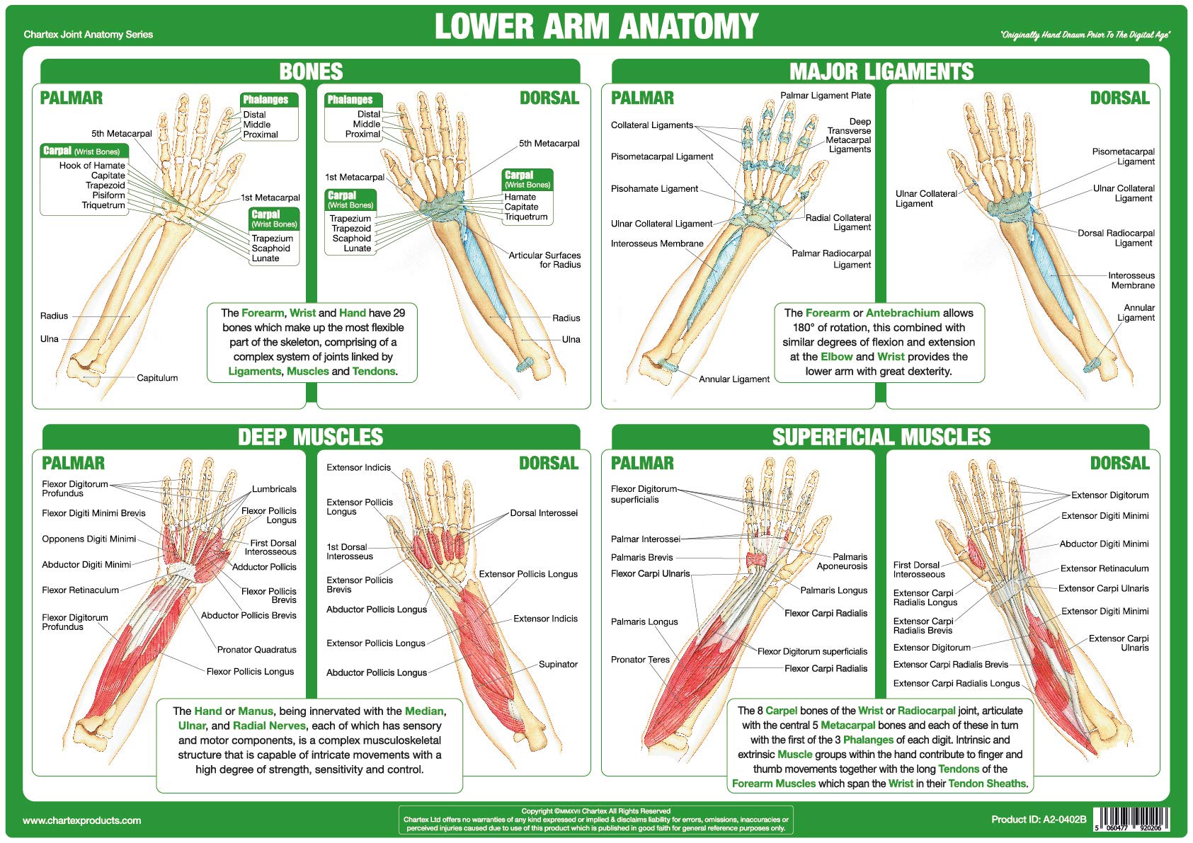Chartex Joint Anatomy Charts | Musculoskeletal Posters | Muscles, Bones, Ligaments, Tendons | Human Body Anatomy (A3 Laminated, Hand & Lower Arm)