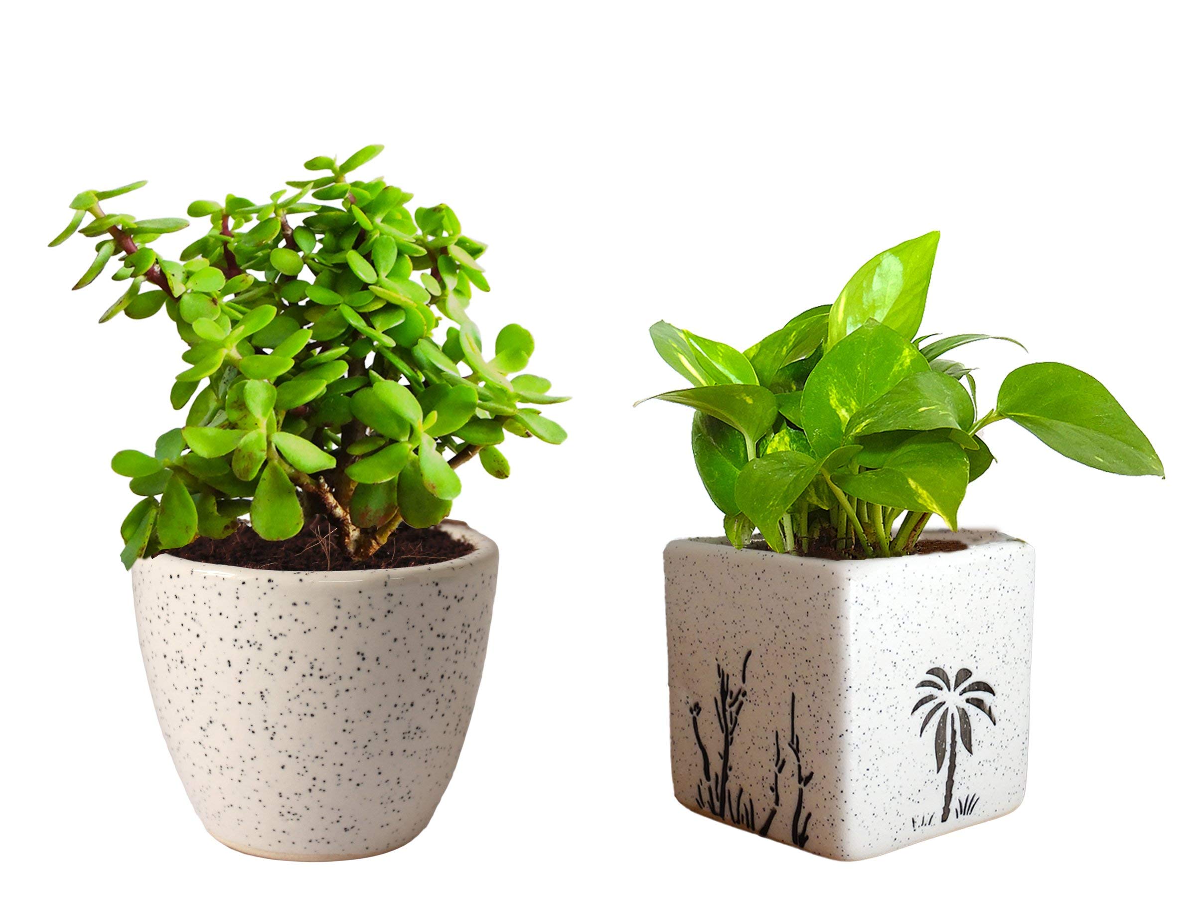 Rolling Nature Plant Combo of Good Luck Jade Plant in White Round Dew & Good Luck Air Purifying Money Plant in White Square Aroez Ceramic Pot, 2 Pieces (B084HBS6CJ) Amazon Price History, Amazon Price Tracker
