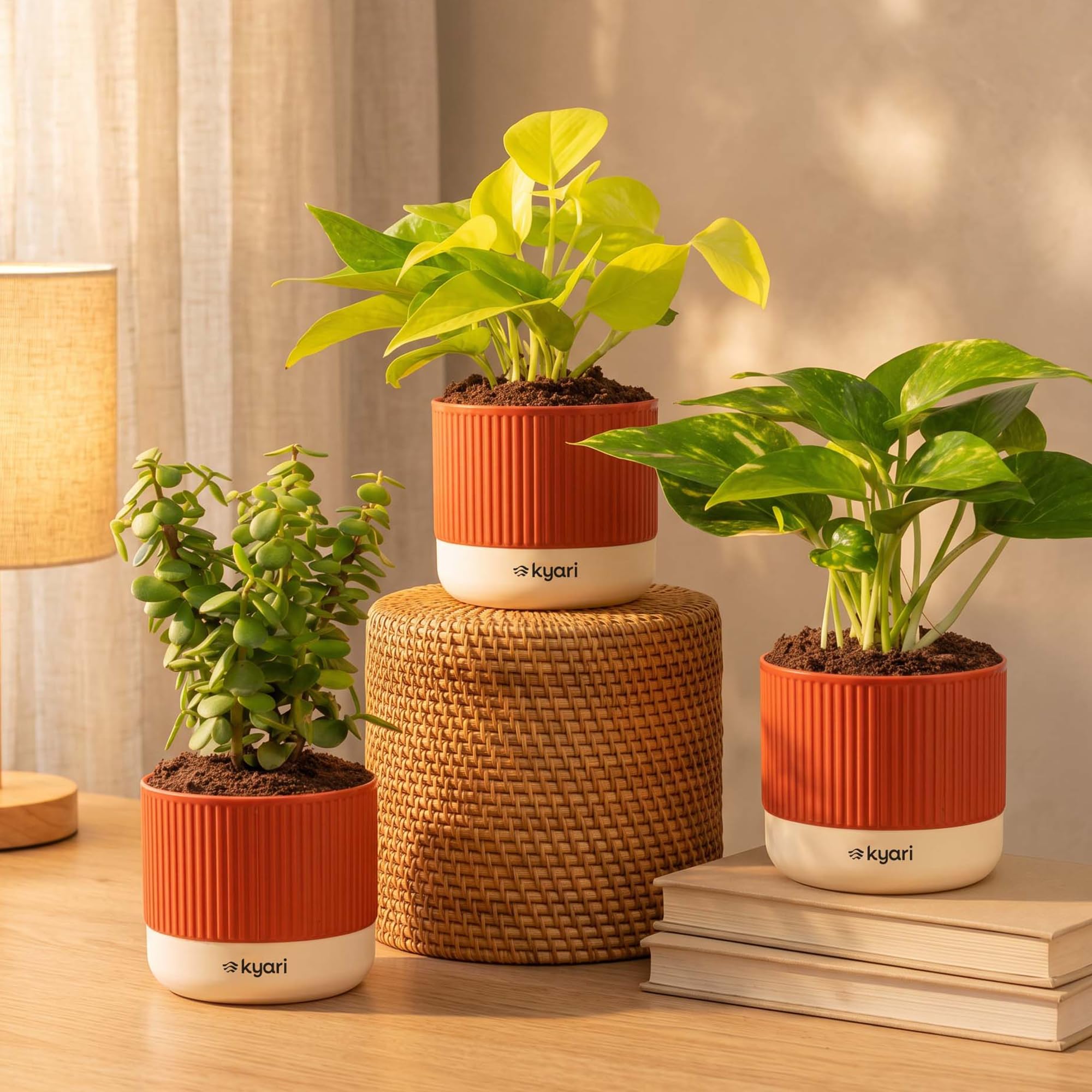 Kyari Good Luck Combo of 3 Indoor Plants - Golden Money, Green Money & Jade with Self Watering Pot 4 Inch - Live Vastu Friendly Plants for Home Decor & Living Room - Good Luck Plant Set-image-30