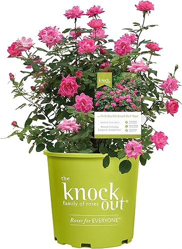 Green Promise Farms Rosa Double Knock Out (Reblooming) Rosa, contenedor de 3 tamaños, flor rosa
