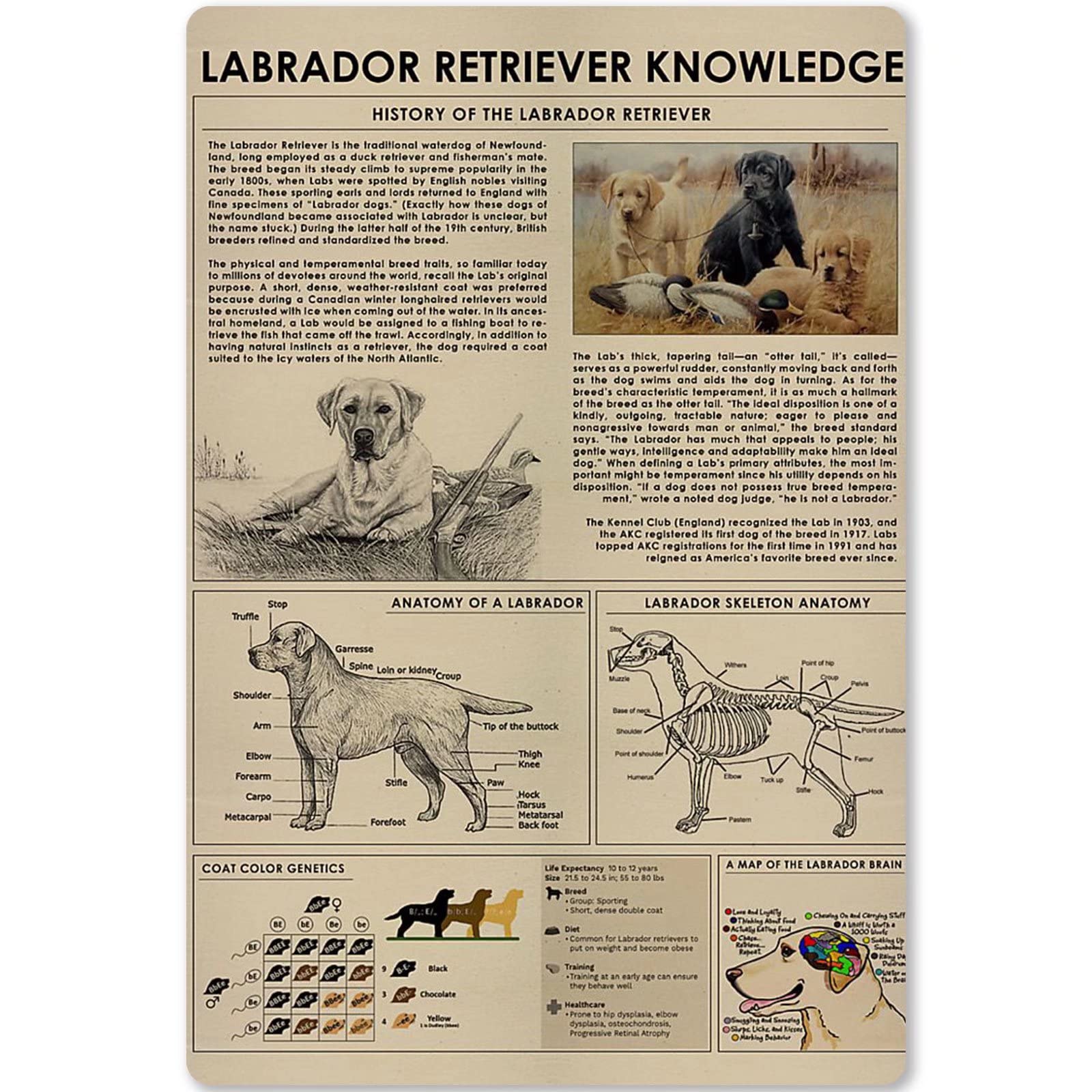 peiyeety Metal Tin Sign Vintage Labrador Retriever Knowledge Chart Art, Educational Durable Retro Pet Themed Wall Decor for Classroom, Office, Bedroom, Living Room,12x16 Inch