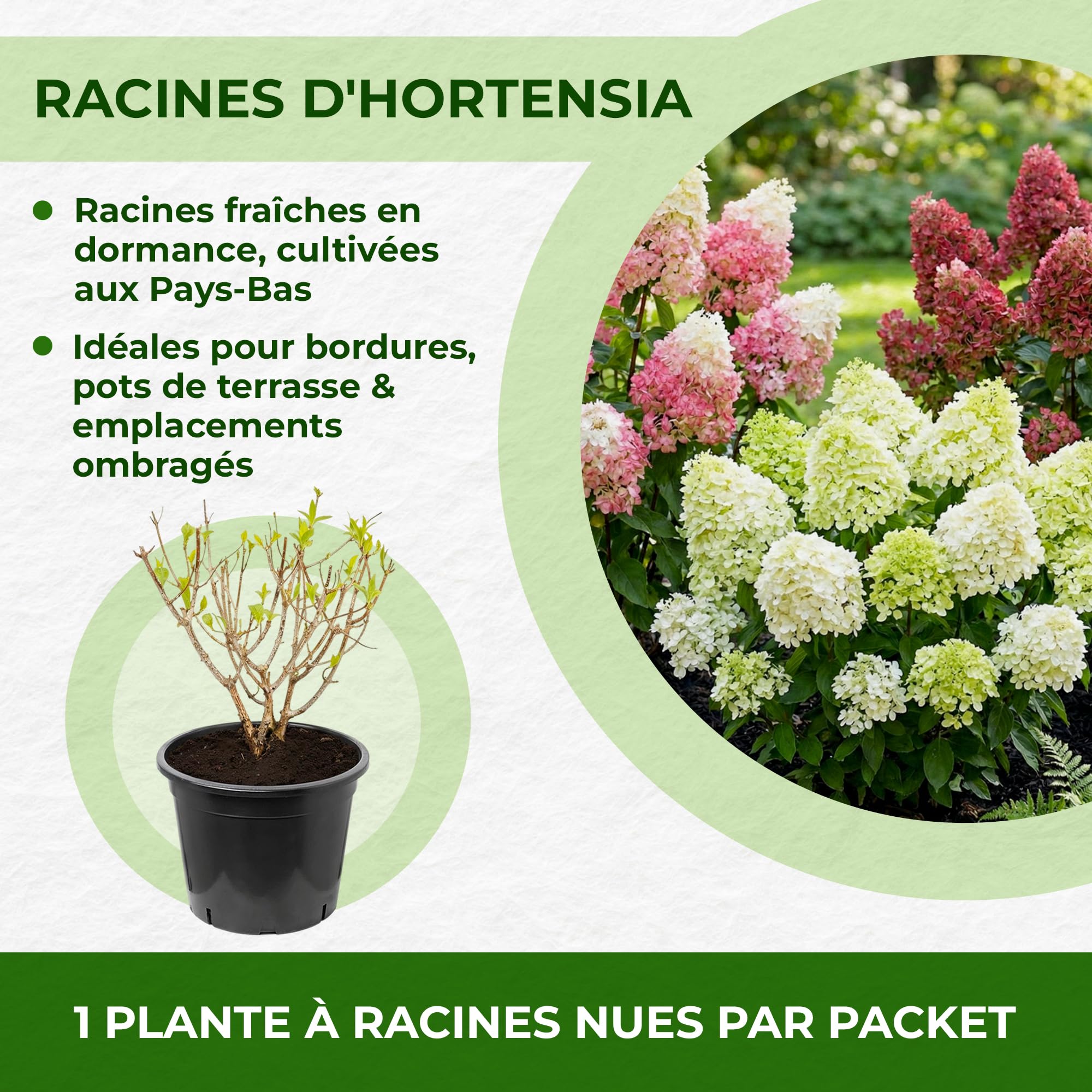 Hydrangea paniculata Limelight - Hortensia paniculé à fleurs blanc crème