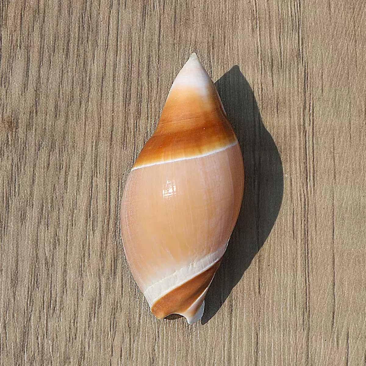 Conchiglia， 4~6 cm for Decorazioni for Matrimoni, Feste a Tema Spiaggia, Decorazioni for la casa, Artigianato Fai da Te, acquari e Collezionisti di Conchiglie