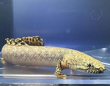 Amazon 熱帯魚 ポリプテルス オルナティピンニス 18cm 安心サイズ １匹 東京倉庫出荷 アクアショップピラルク 観賞魚 水中生物 通販