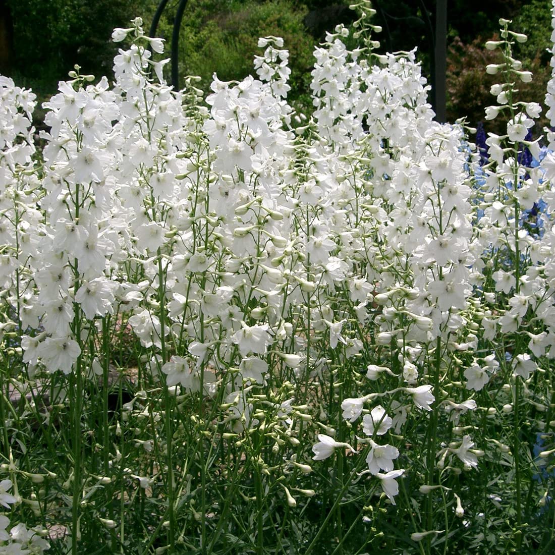 6 x Pied d'Alouette belladone 'Casablanca' - Delphinium 'Casablanca' - Godet 9x9cm - Fleurs blanches, massifs lumineux