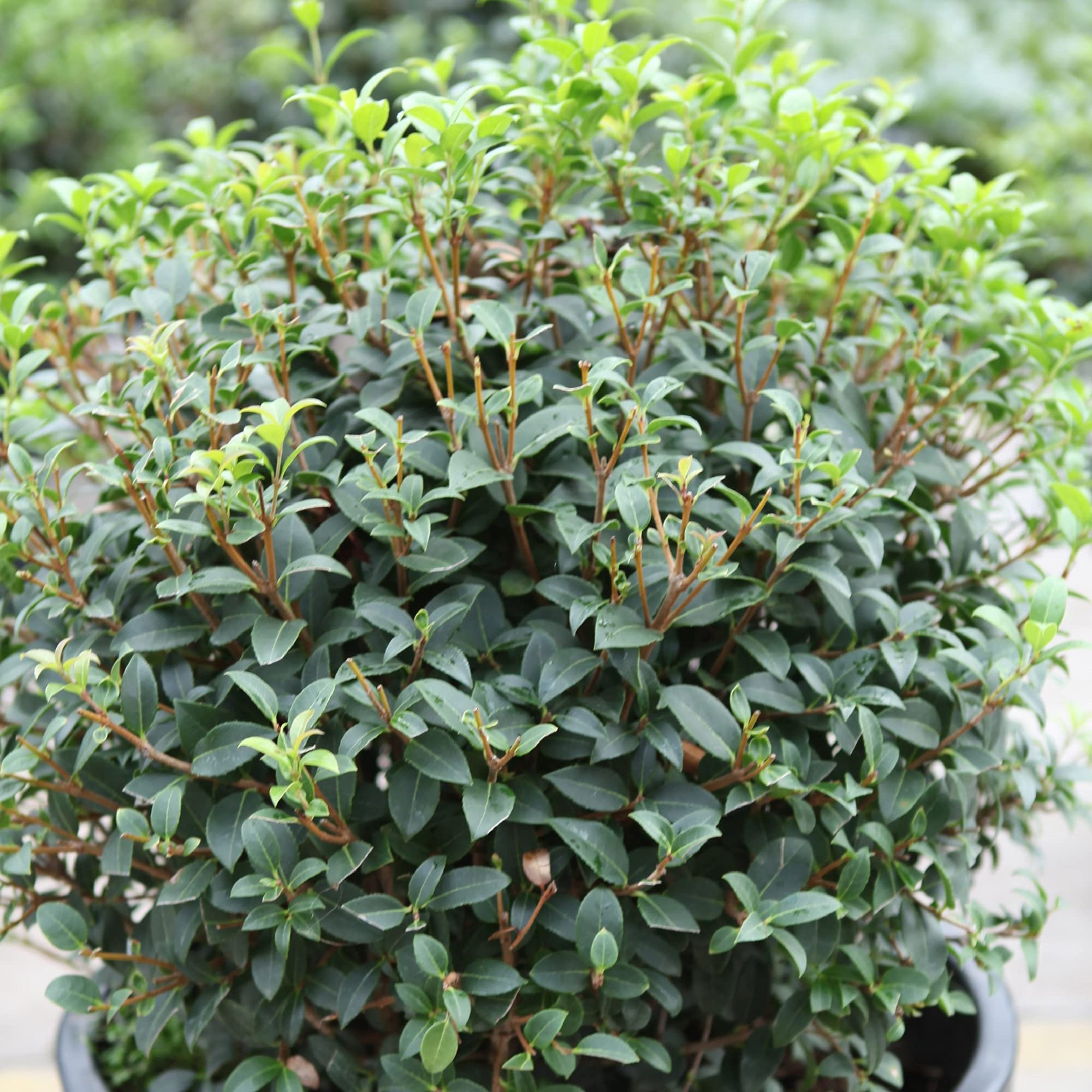 Osmanthus Burkwoodi, Hardy Shrub, Scented, Evergreen, Glossy Leaves, Compact, Ideal for Small Gardens, Hedge, Low Maintenance, 1 x 3-Litre Potted Plant By Suttons