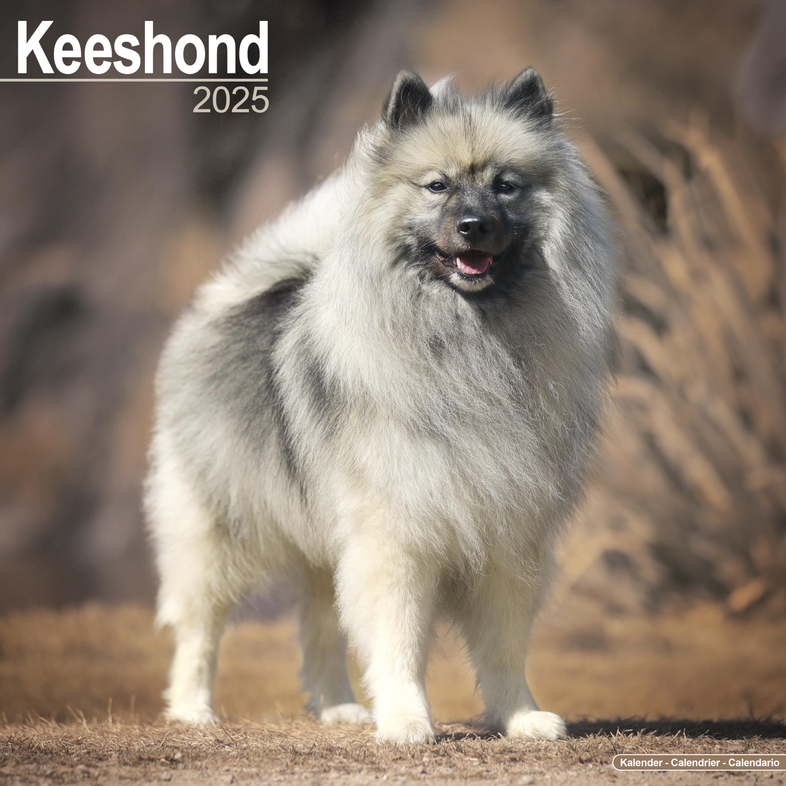 Keeshond Calendar 2025 Square Dog Breed Wall Calendar 16 Month