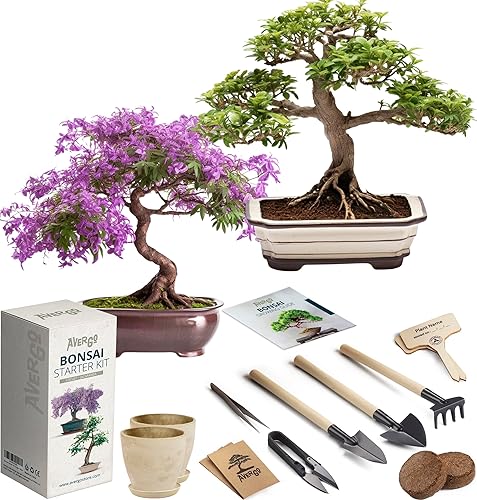 Kit de semillas de cultivo de bonsái, 2 árboles bonsái japoneses, kit completo de inicio de interior para cultivar árboles bonsái + herramientas +