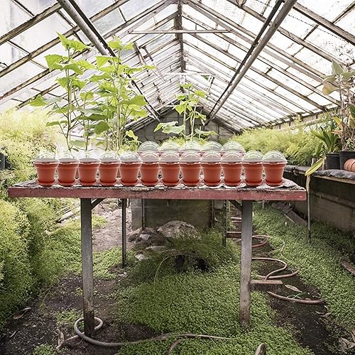 Miniatura 5 de Paquete de 50 macetas para cupcakes con cúpula de humedad, recipientes de plantación, macetas pequeñas con bandejas y tapas para plántulas de