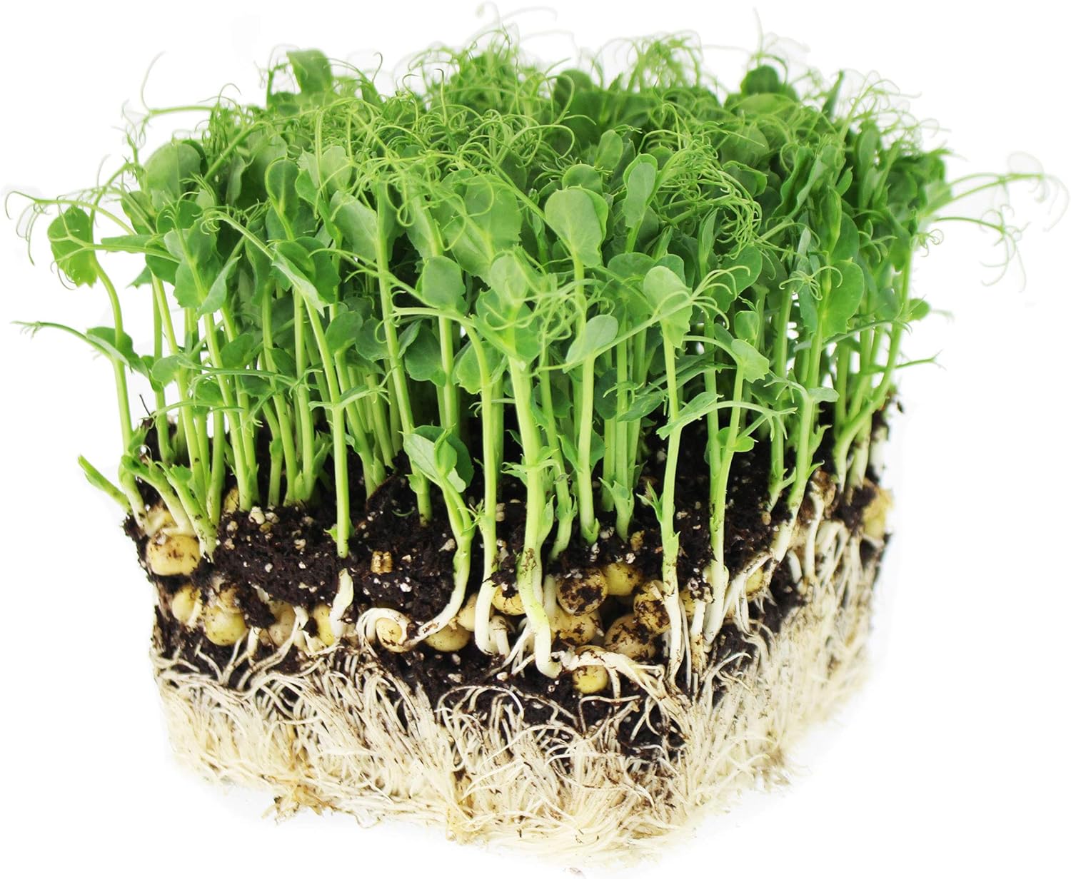 Tendril Pea Microgreens Seeds - 5 Lb Bulk ~7,200 Seeds - Non-GMO Peas Sprouting Seed for Vegetable Gardening, Cover Crop, Microgreen Pea Shoots