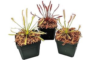 Carnivorous Cape Sundew Collection: Introducing the Captivating World of Drosera capensis