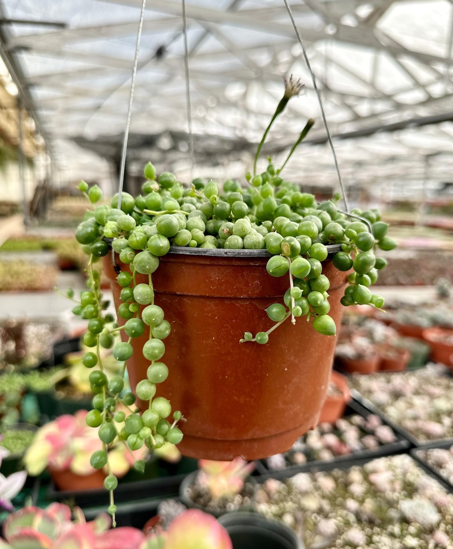 String of Pearls Succulent in 6 Inch Plant Natural Miniature Live Garden Home Hanging (B0CY93Z3HY) Amazon Price History, Amazon Price Tracker