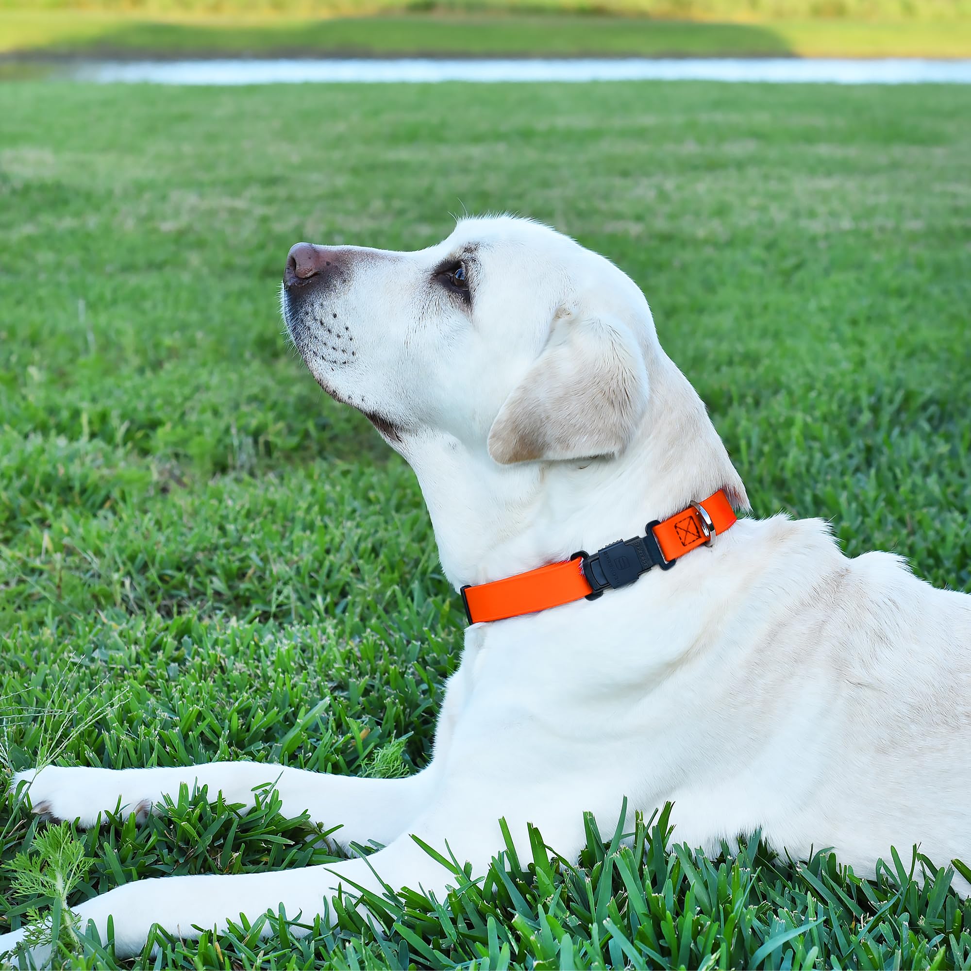 Dogline Biothane - Collare impermeabile per cani con fibbia a sgancio rapido Herm Sprenger, in acciaio inox, resistente, tattico, resistente, per cani, comodo e sicuro, larghezza 1 L, 38,1-63,5 cm,