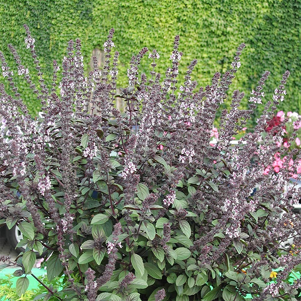 Bush Basil 'Magic Blue'. 2L Plant. Dwarf Bush Basil. Aromatic Purple Blue Flowers. Plants for pollinators. Available from Bedwen Plants.