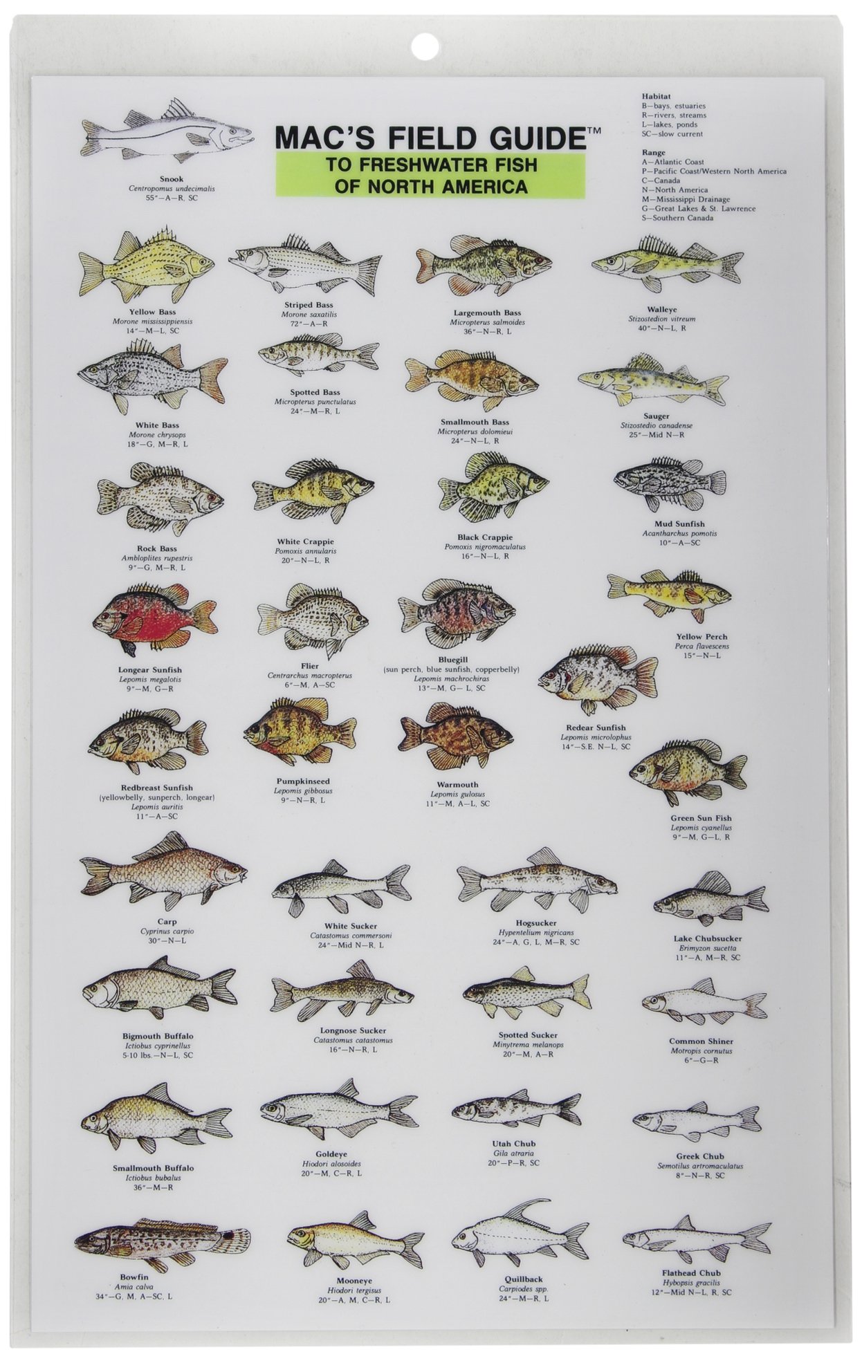 Mac's Field Guides: North American Freshwater Fish (Mac's Guides (Paperback))