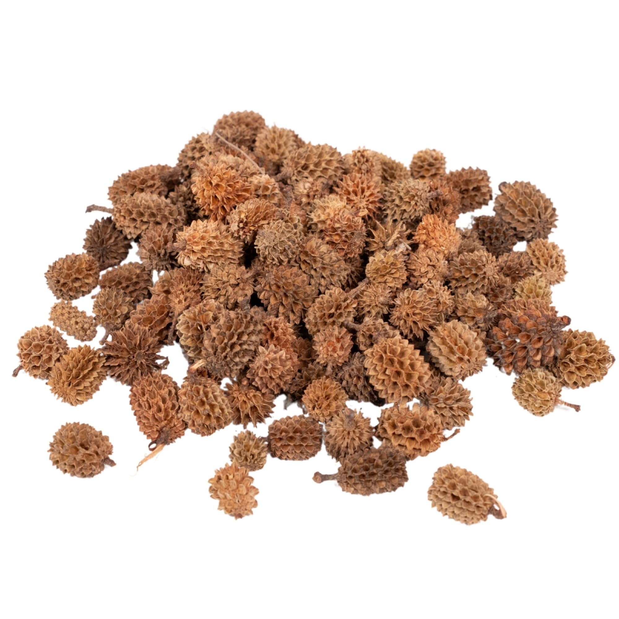 Rainbow Eco Play Dried Natural Birch Pine Cones 100g – Mini Birch Pine Cones Ideal for Christmas Decorations and Crafts, Wreath Making, Bowl Fillers, Home Décor, Table Scatters - approx 200 pcs