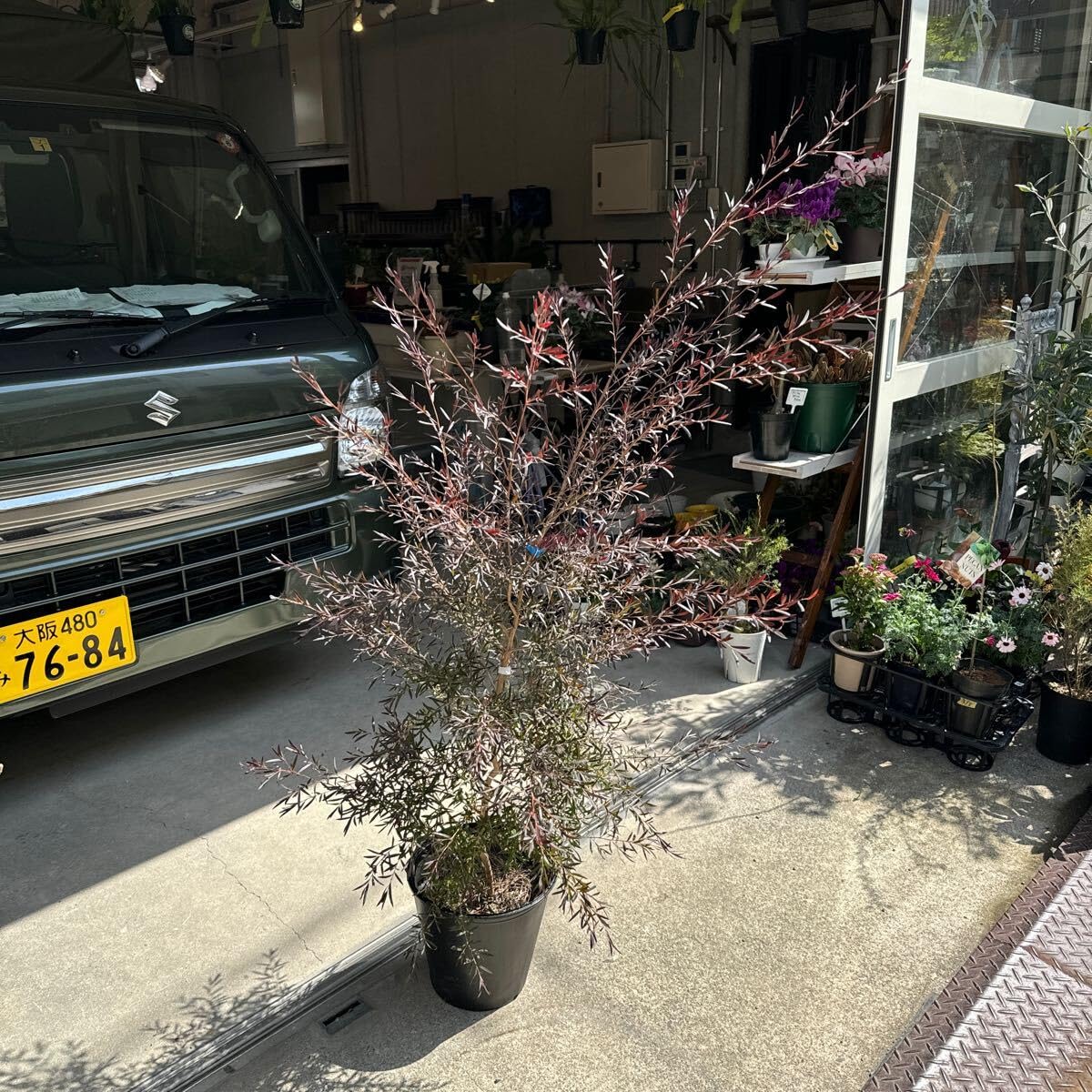 逸品。レプトスペルマム(メラレウカ)カッパーグロウ2.2M(鉢底から) 逸品。レプトスペルマム(メラレウカ)カッパーグロウ2.2M(鉢底から)