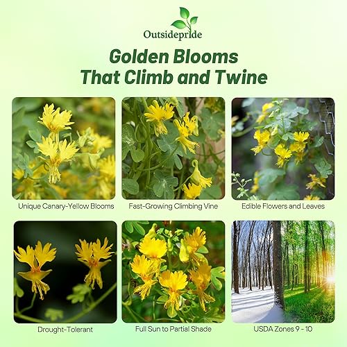 Miniatura 2 de Outsidepride Yellow Canary Creeper - Semillas de capuchina  100 piezas perennes, fáciles de cultivar y versátiles, semillas de flores para plantar
