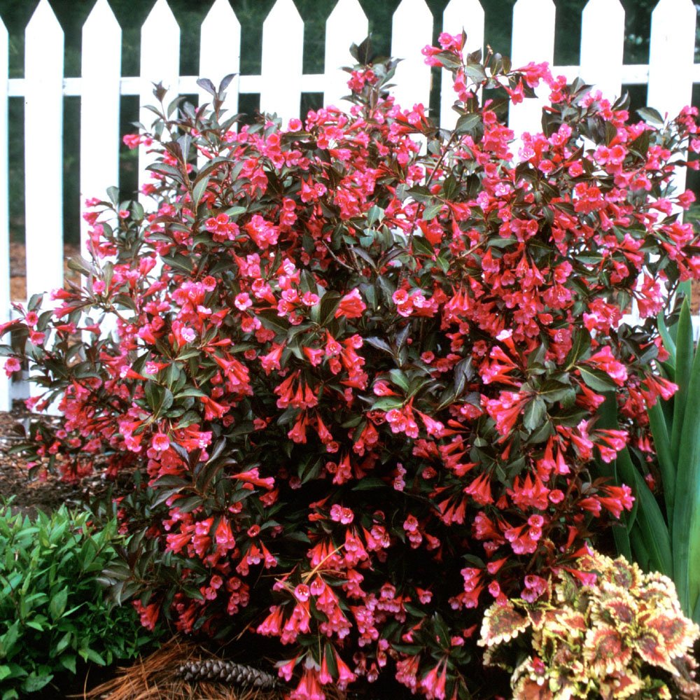 GardenersDream Weigela Florida 'Wine and Roses' Flowering Shrub - Outdoor Garden Ready Hardy Plant - Deciduous Weigela Shrub for Garden (9cm Pot, 15-25cm)