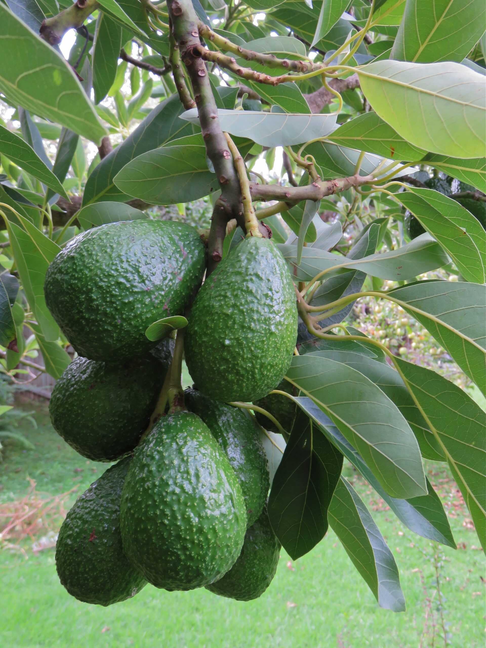 GREEN GARDEN SHOP Avocado Live Plant for home garden (hight 1.1-5) pack of 1 (B0D8ZJ8HTP) Amazon Price History, Amazon Price Tracker