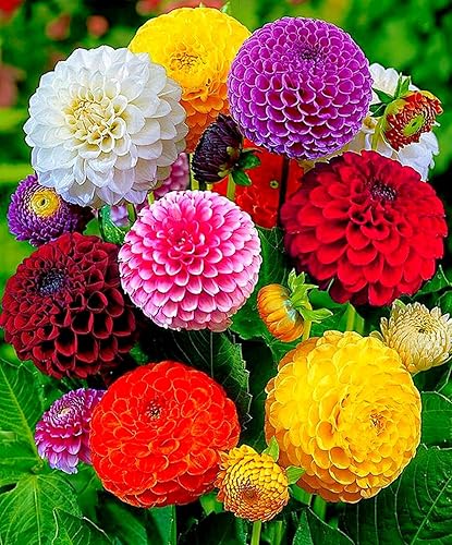 Semillas Dahlia Pompon Mix - Orgánico